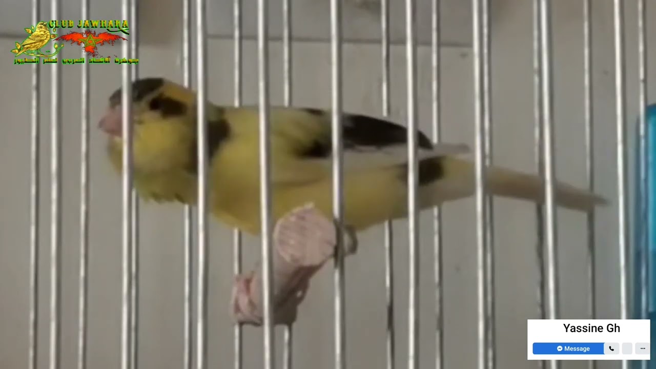 عندما يبدع الطائر النياتي المغربي 🇲🇦