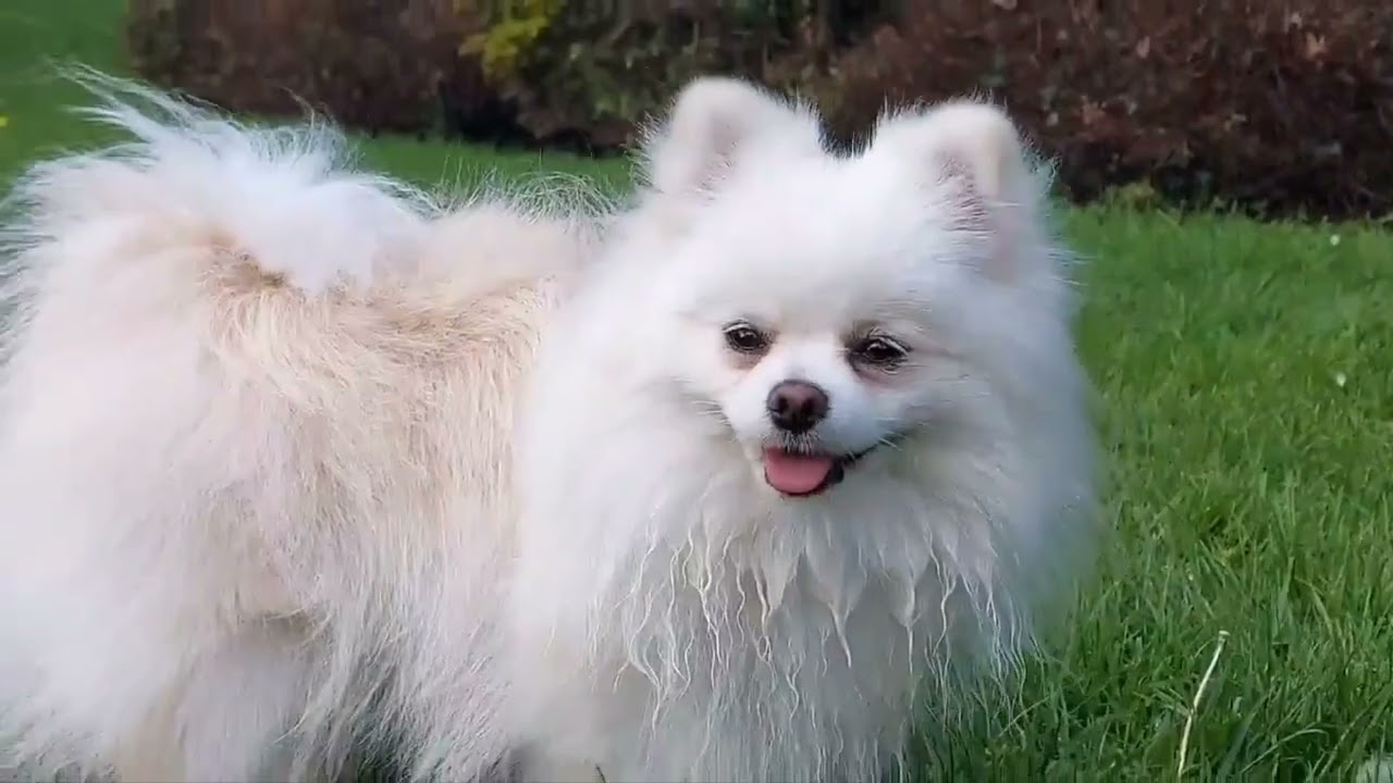 Cockington Village. Devon . (kimmy Holly)Routine walk 코킹턴 대번. 봄날은 이뻐요. 코테지.시냇물.잔디.