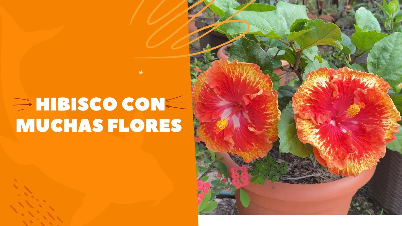 COMO HACER FLORECER HIBISCOS EN ABUNDACIA / COMO CUIDAR HIBISCOS