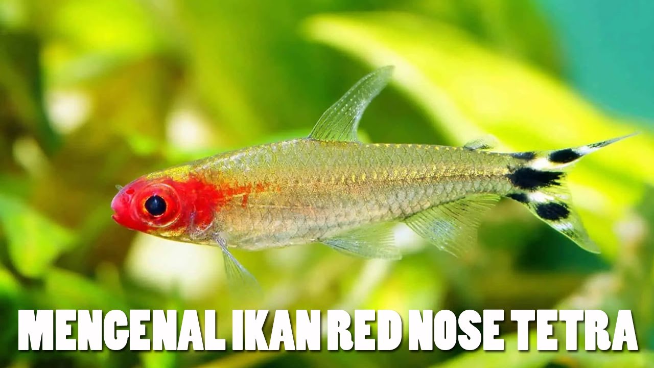 Royaje Aquascape: Mengenal Ikan Red Nose Tetra