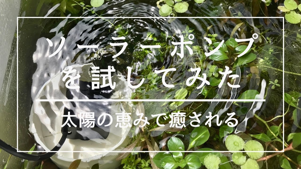 【ビオトープ】ソーラー噴水ポンプを試す【お遊び水流】