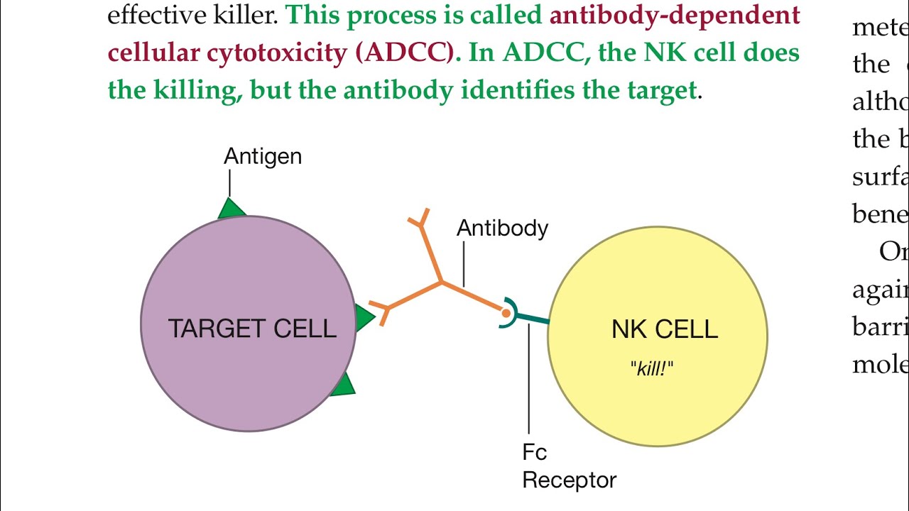 Innate immunity