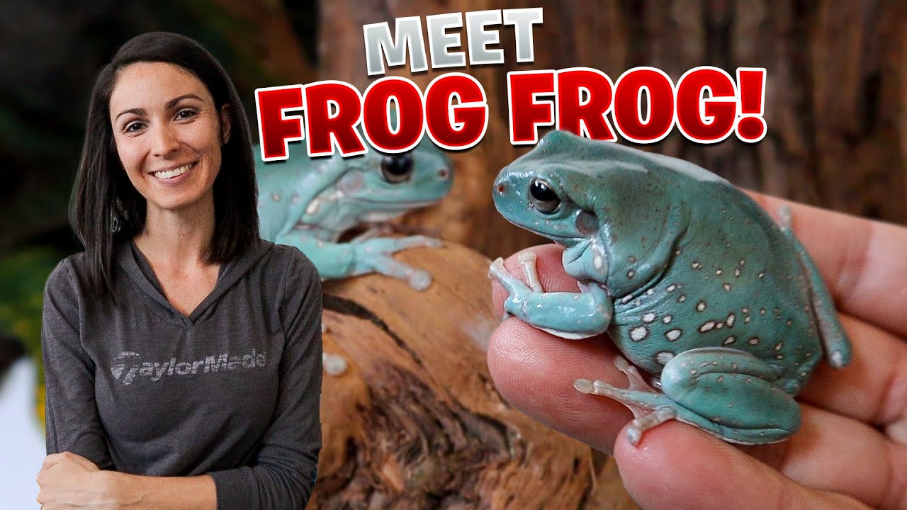 I Can’t Believe How Amazing These Frogs Are! Unboxing Whites Tree Frogs!