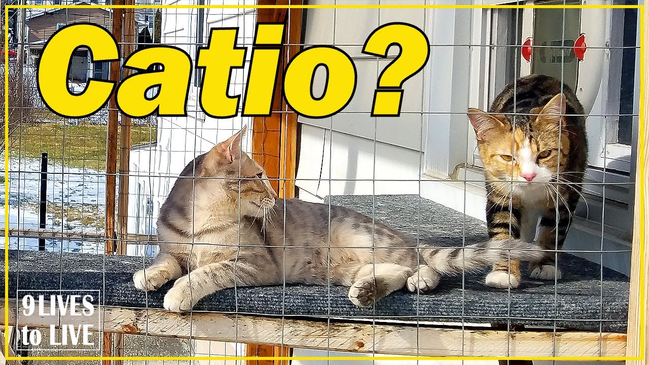 Стоит ли заводить кошачью клетку? Советы по обустройству уличных вольеров для кошек