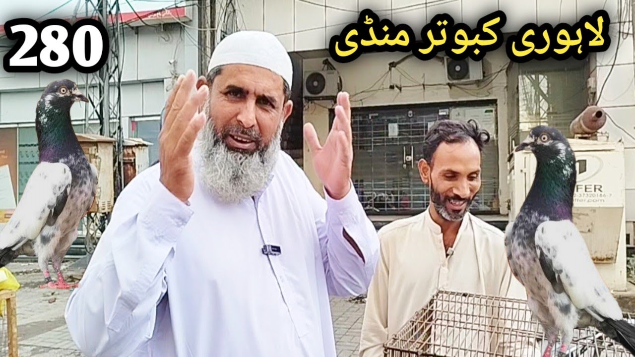 280) Lahore lari ada kabootar mandi || lahore bairds market || کبوتر منڈی