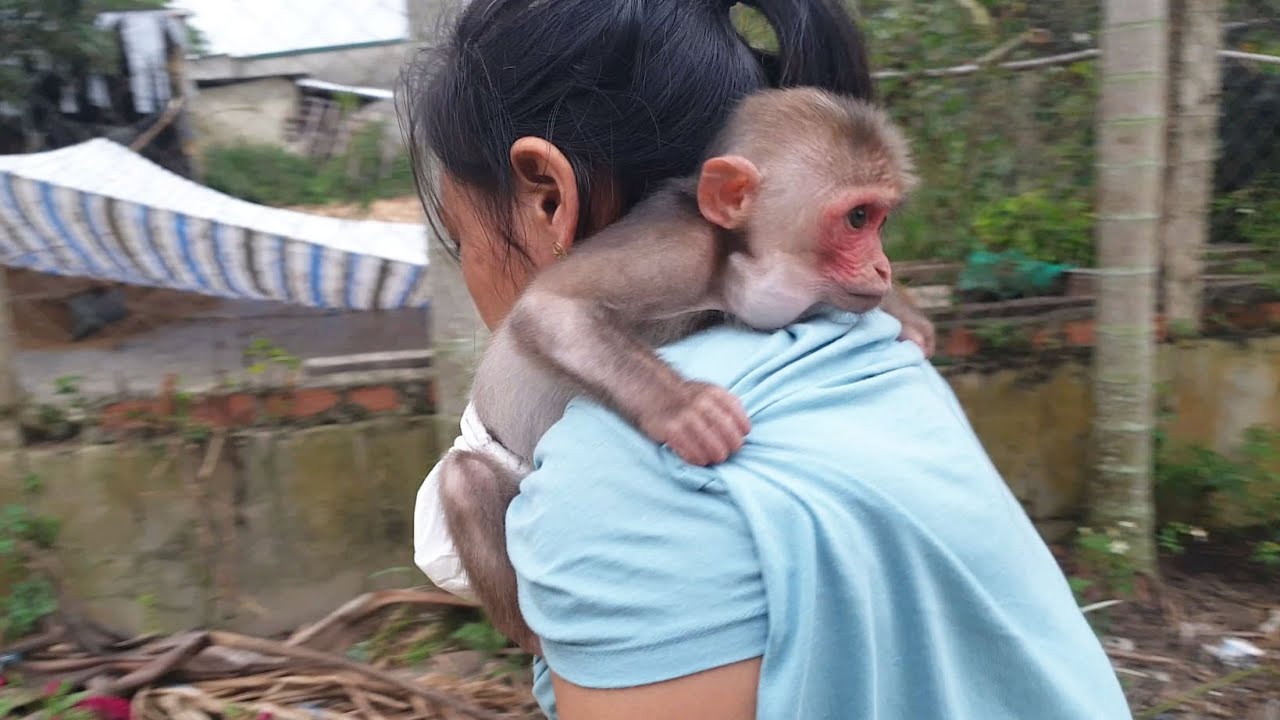 Baby monkey Bob just wants to be with mom