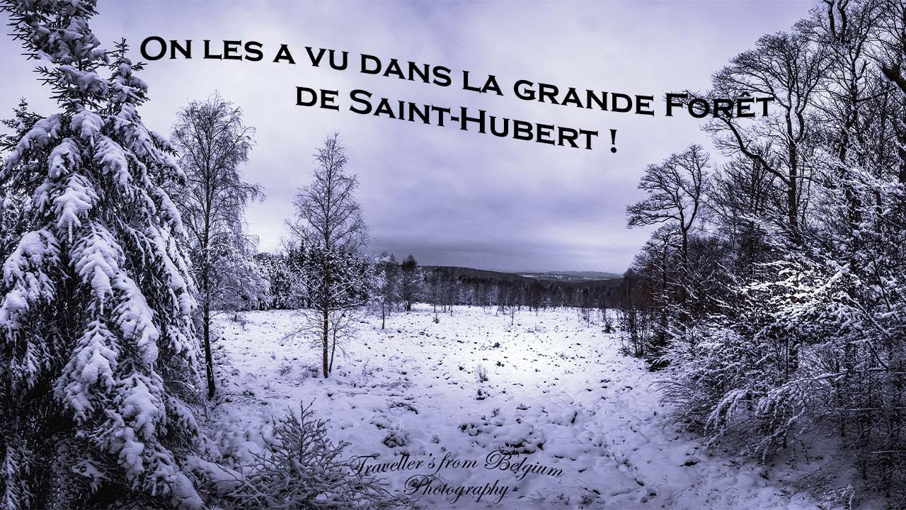 On les a vu dans la grande forêt de Saint-Hubert ! #travellersfrombelgium