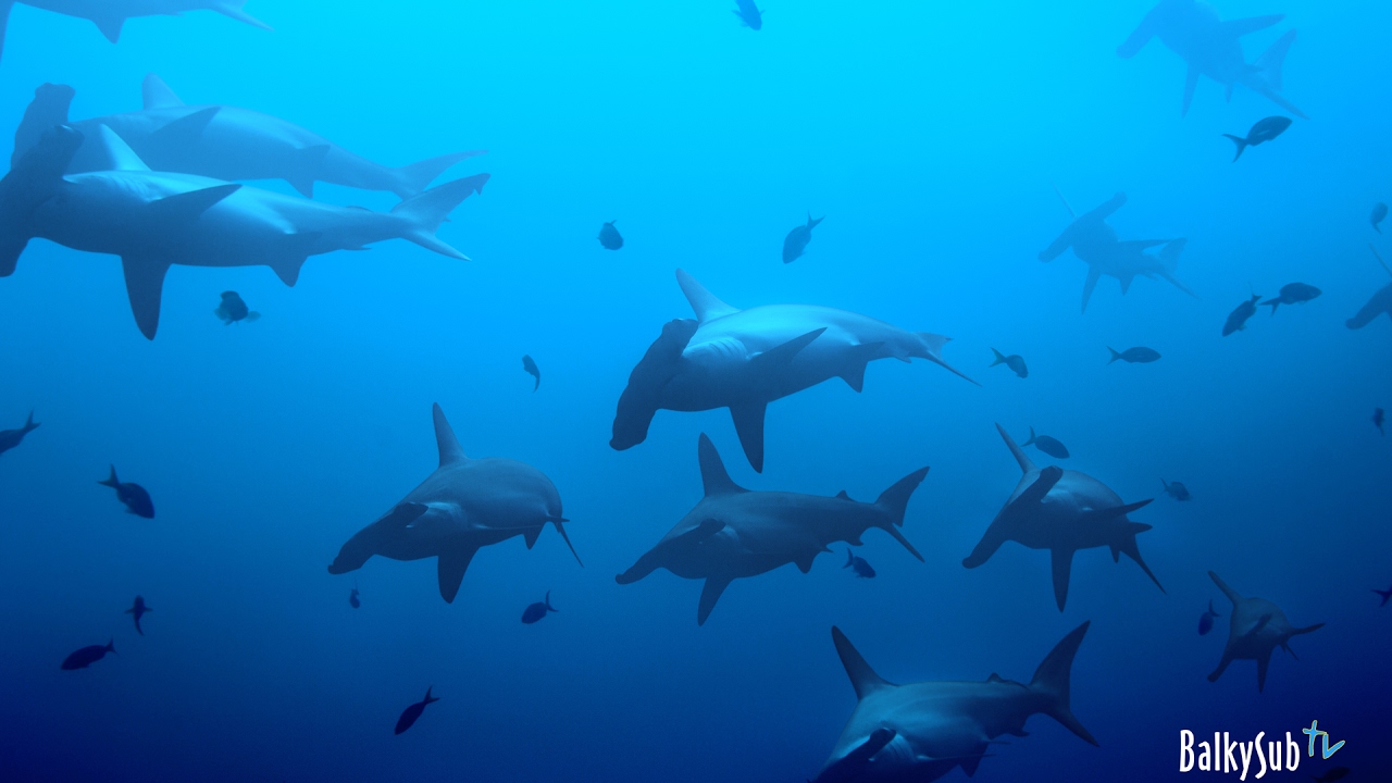 Red Sea Sharks - Daedalus Reef