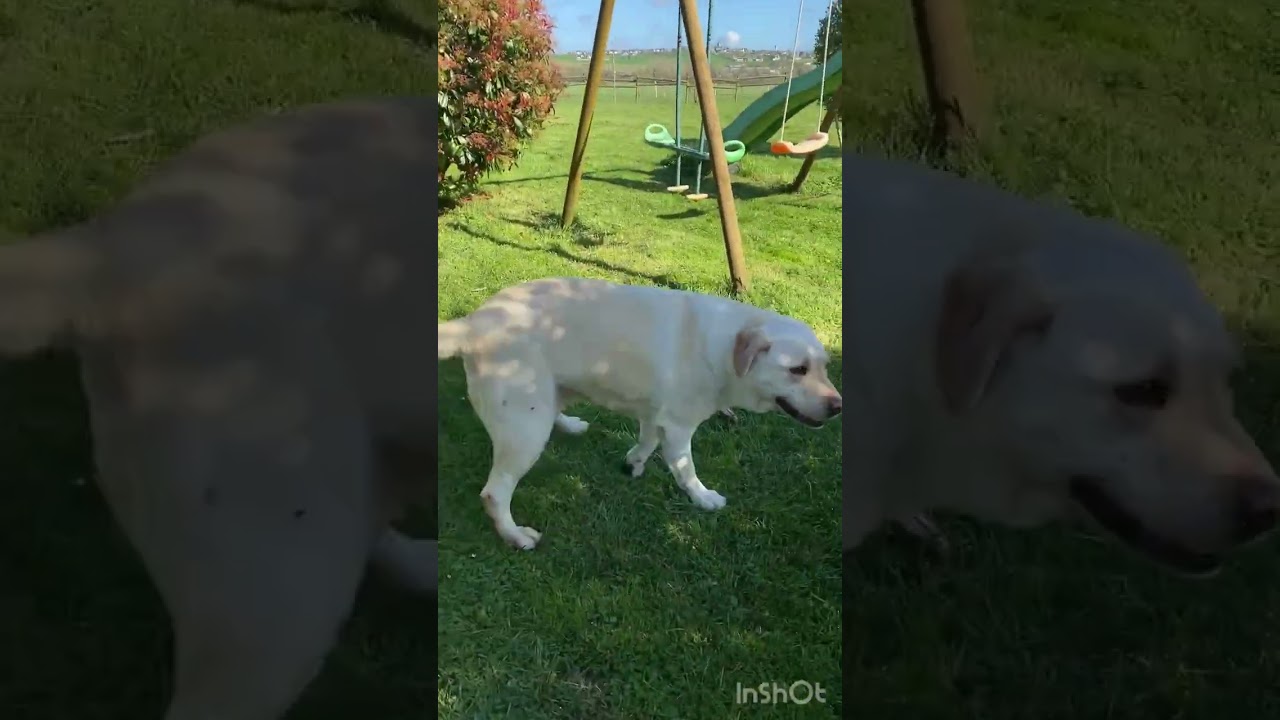 Les animaux qui rendent nos vies infiniment plus heureuses ❤️#Animaux #bonheursimple #naissance 