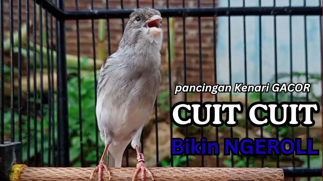 Kenari GACOR !! Pancingan KENARI PAUD Belajar Bunyi UNTUK Kenari Belajar Bunyi Ngeriwik