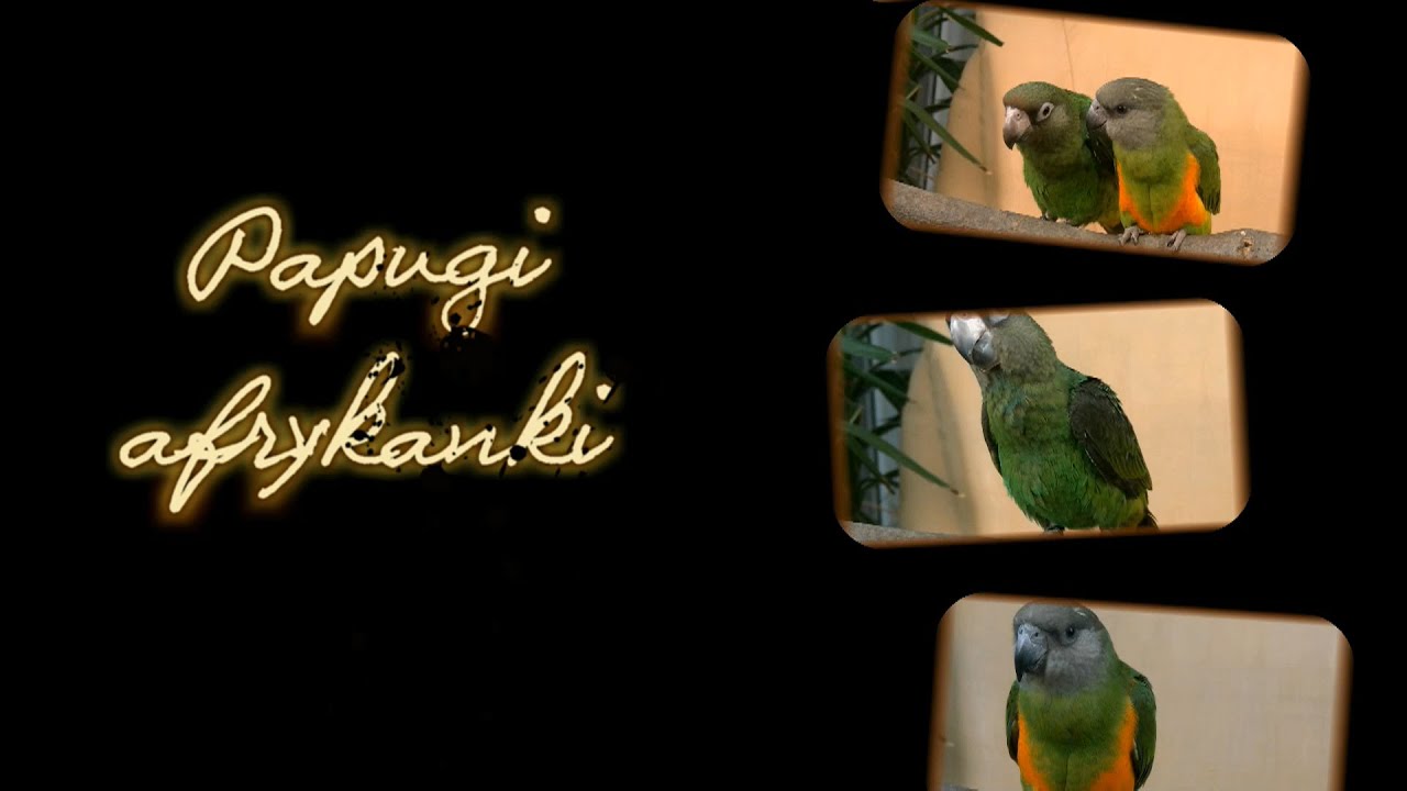 Papugi afrykanki