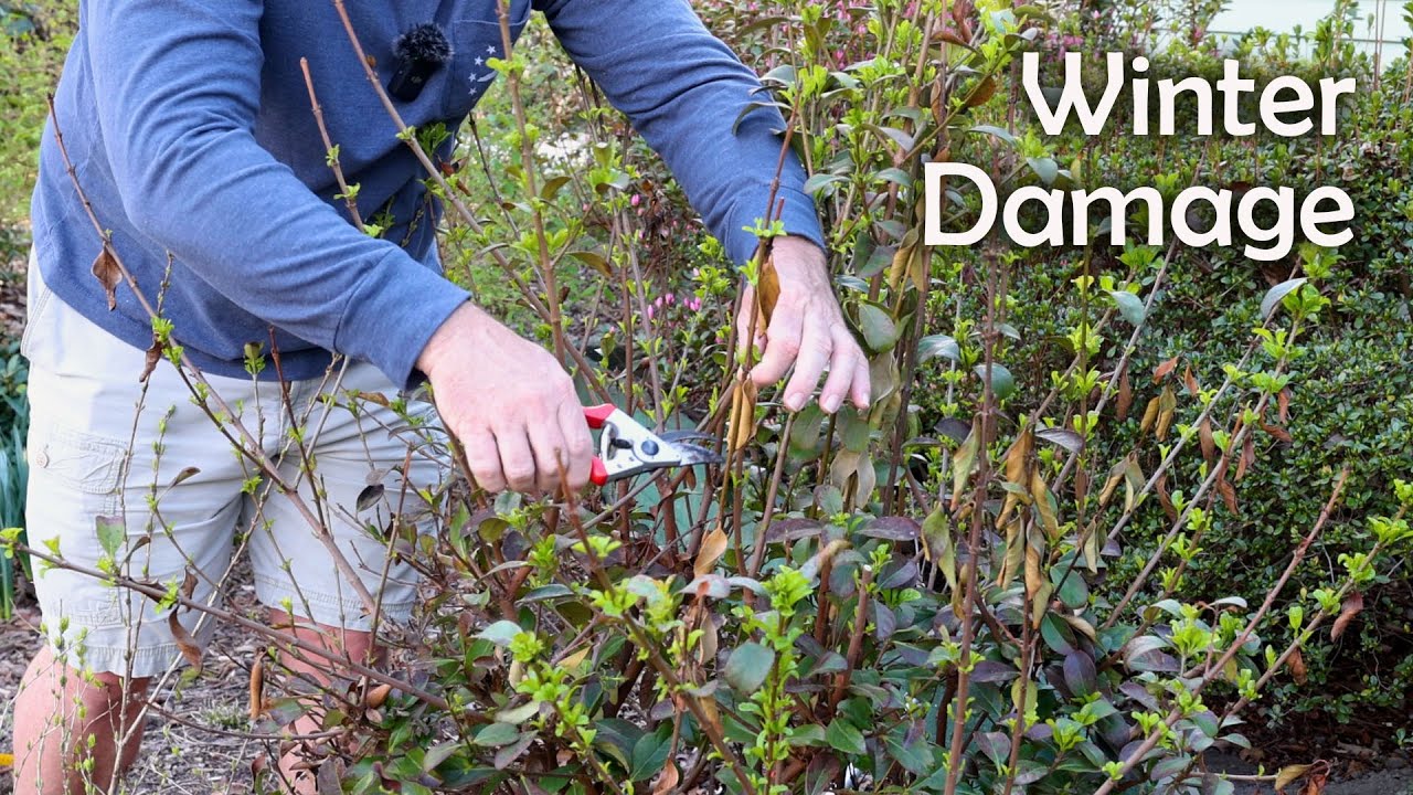 Pruning Winter Damaged Plants
