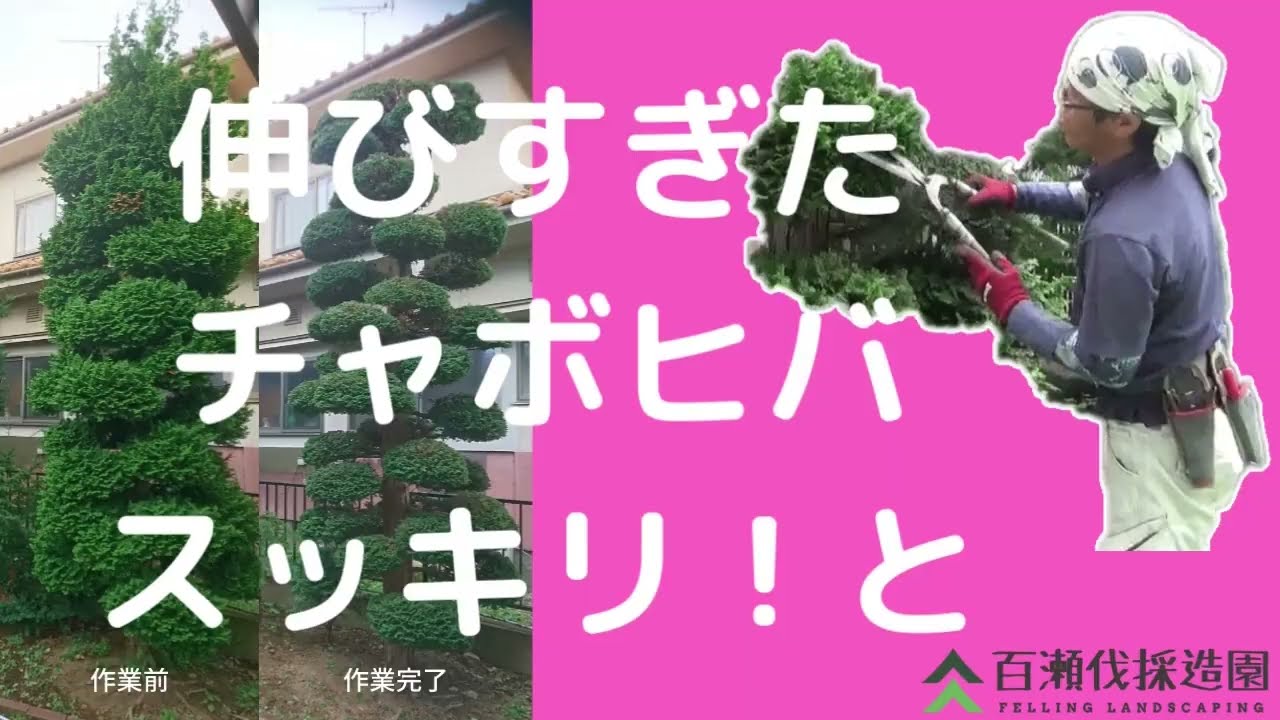 塩尻市 ５年越しのチャボヒバ刈込刈込
