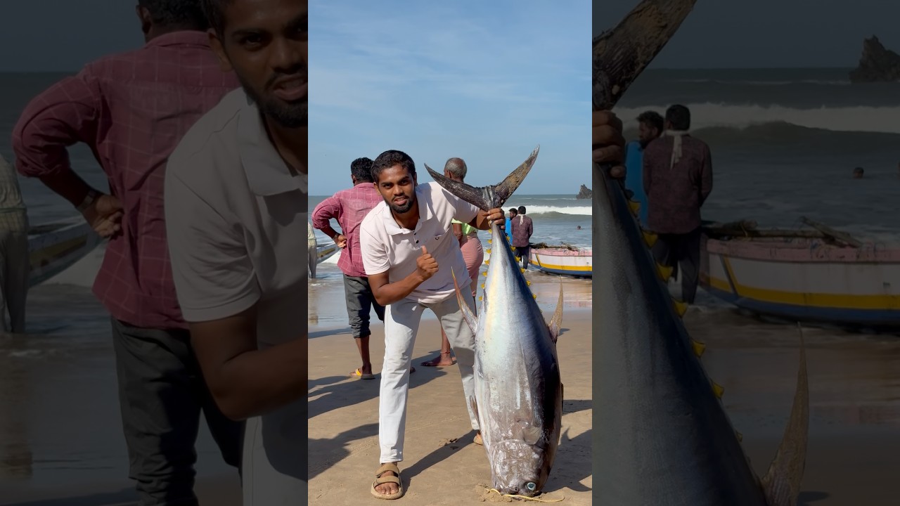 Tuna Fish 250rs Kg # #fish #fishing #tunafishing #food #andhra #foodie #streetfood #fishcut