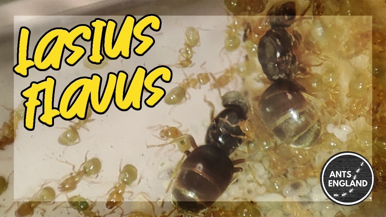 LASIUS FLAVUS #ants #colony #insects #lasius #native #antkeeping