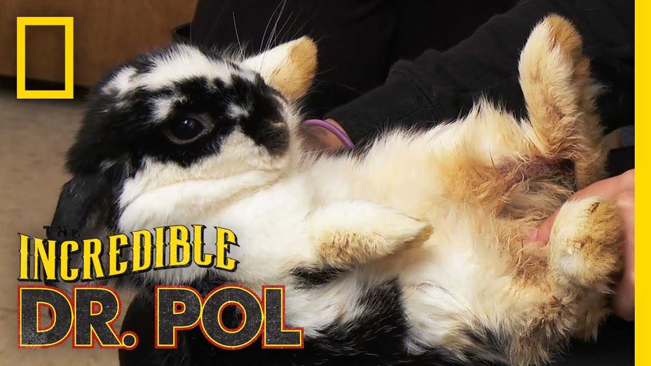 What's Wrong With Bear the Rabbit? | The Incredible Dr. Pol