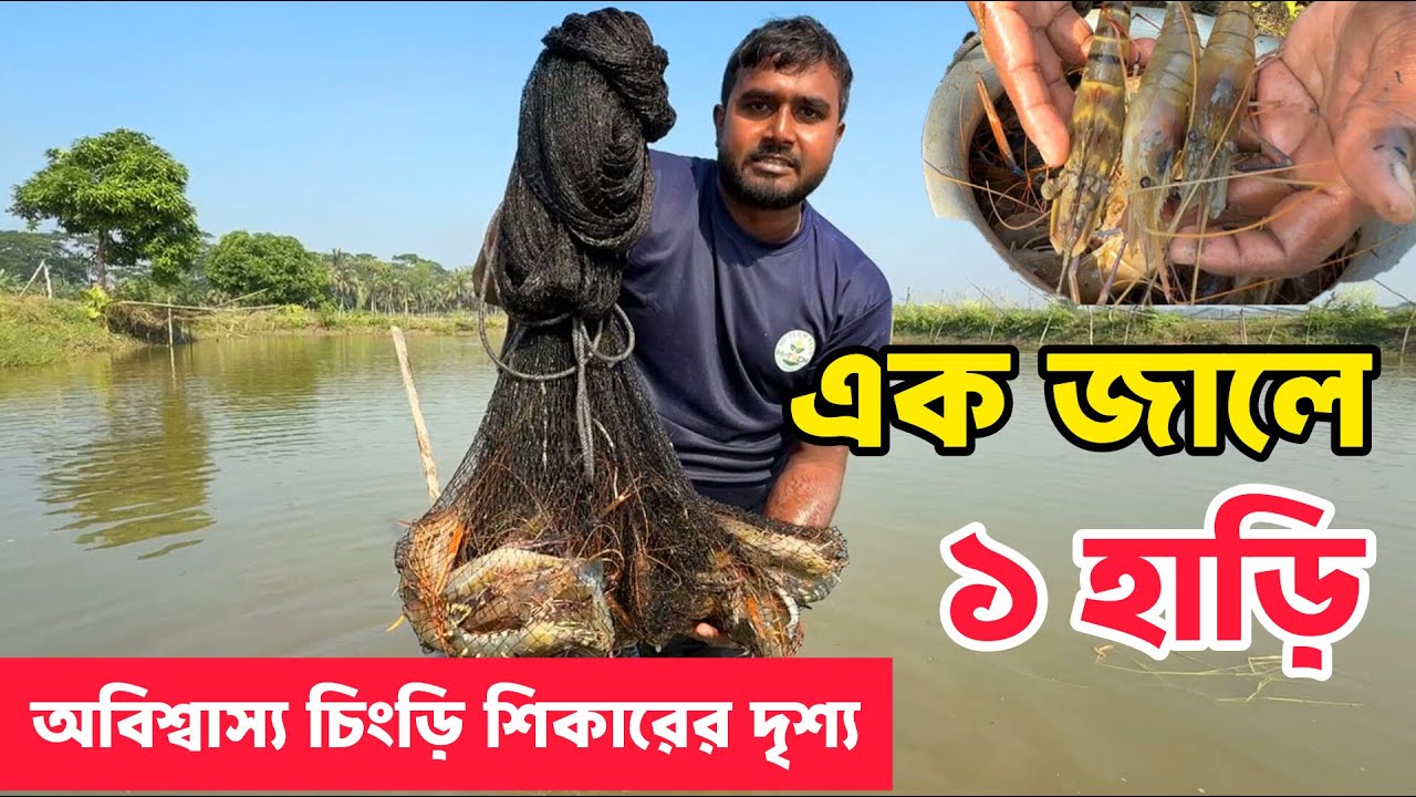 এক জালে এতো চিংড়ি! অবিশ্বাস্য চিংড়ি শিকারের দৃশ্য | Amazing Big Shrimp Catch by Net | FVL