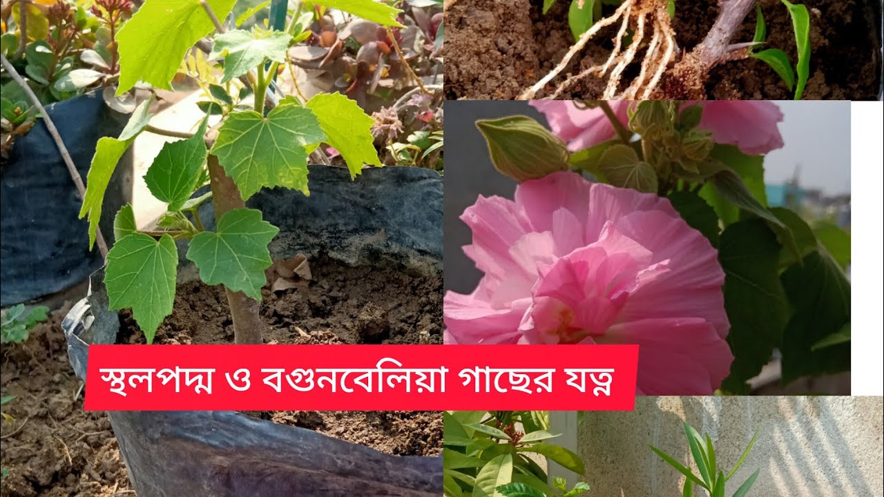 March মাসে প্রচুর ফুল পেতে ফেব্রুয়ারী মাসে এই খাবার গুলো অবশ্যই দিতে হবে। February 2026