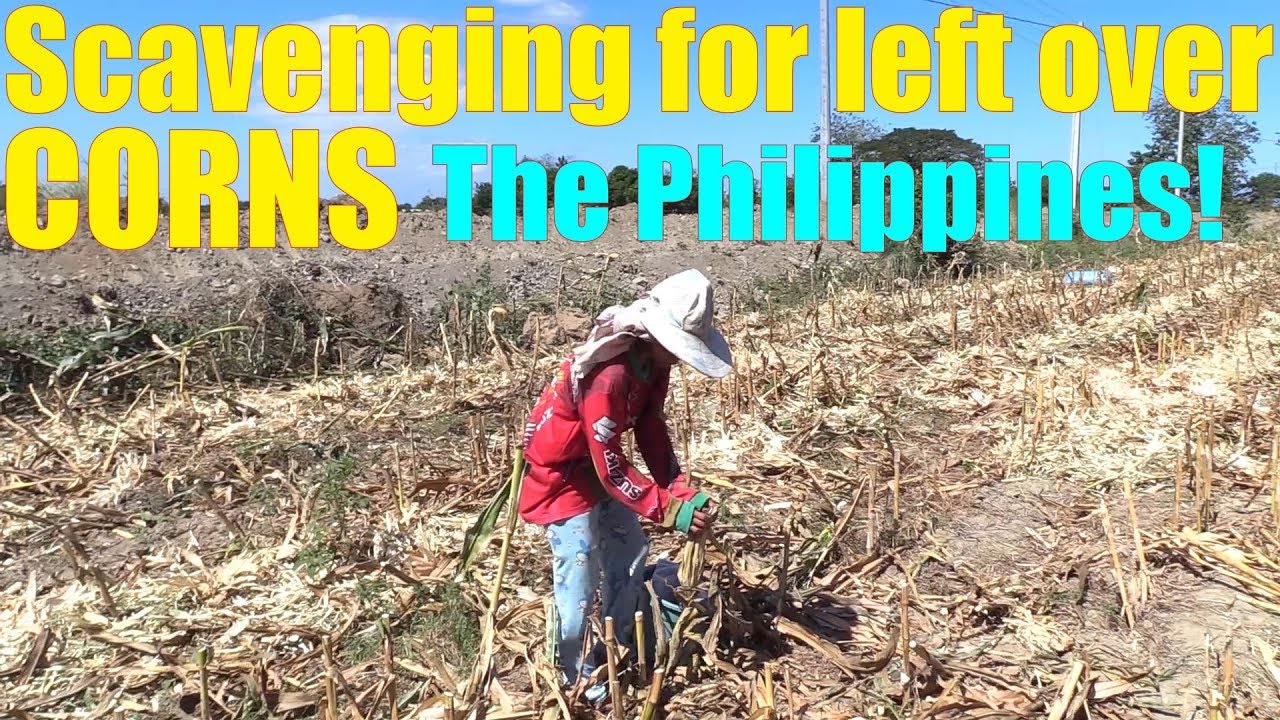 The Filipino Family Who Scavenges for Left Over Corns in the Farm. Poverty in the Philippines