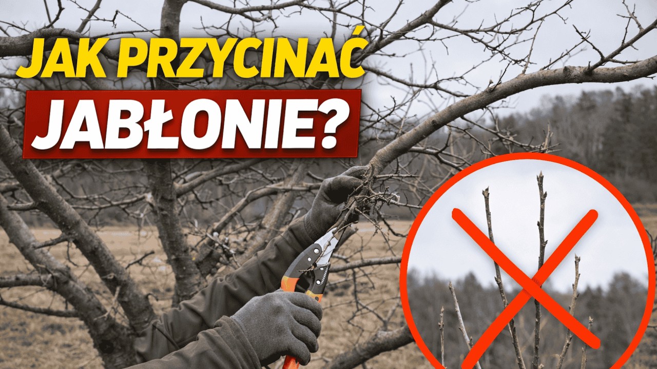 Jak przycinać jabłonie? Praktyczne wskazówki