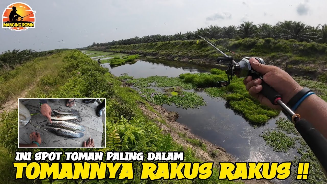 SPOT TOMAN SINTONG !! 4 EKOR CUMA BEBERAPA MENIT !!