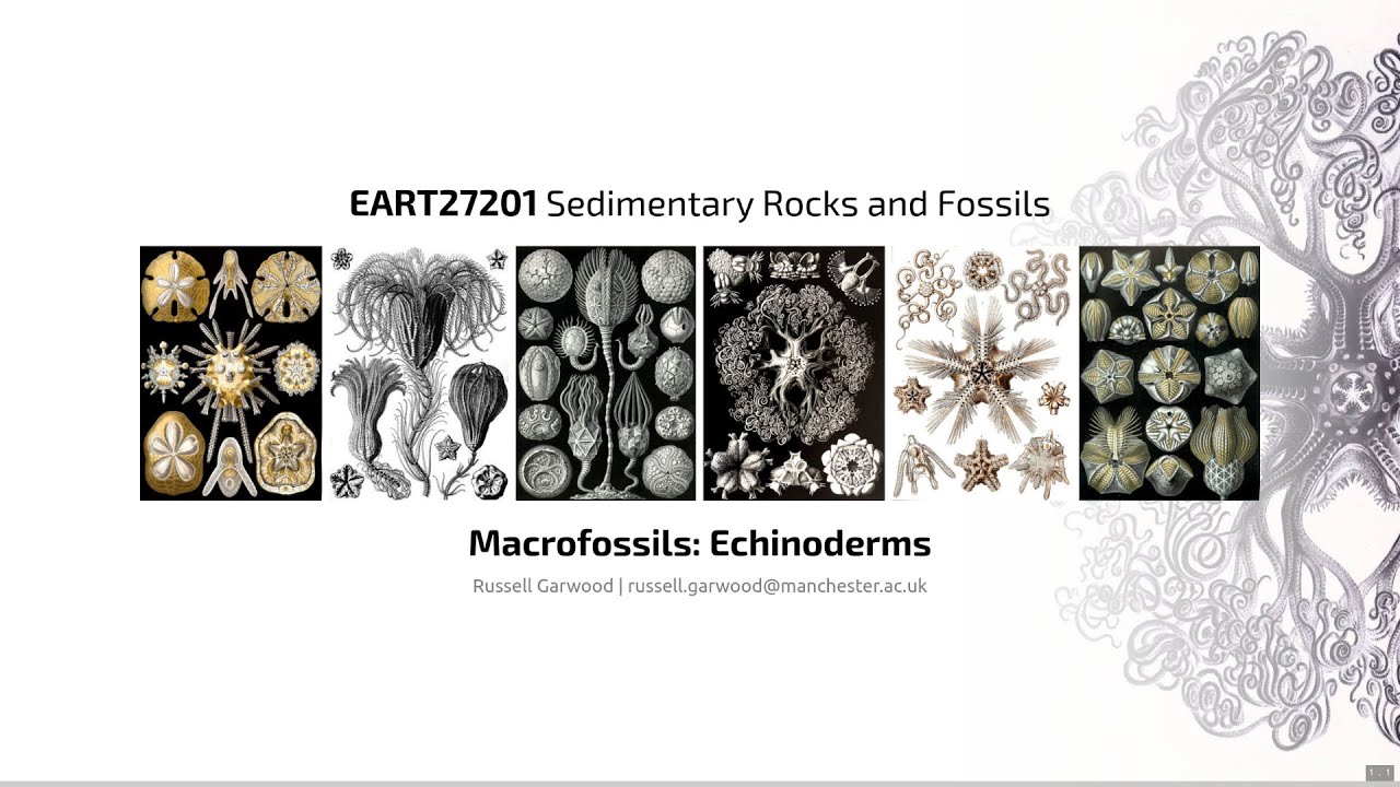 Echinoderms, Video 1 - EART27201 - Sedimentary Rocks and Fossils