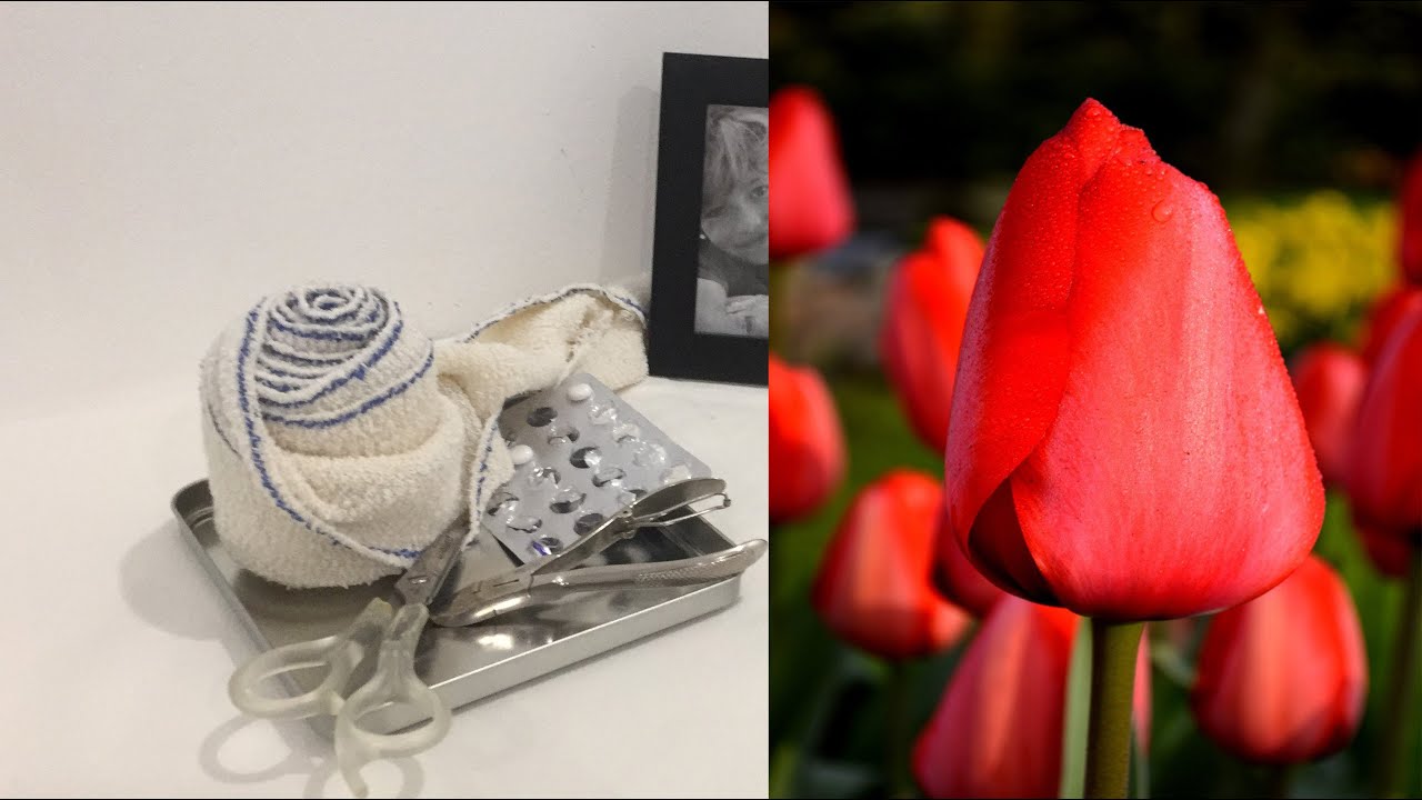 Tulips, Sylvia Plath - The song