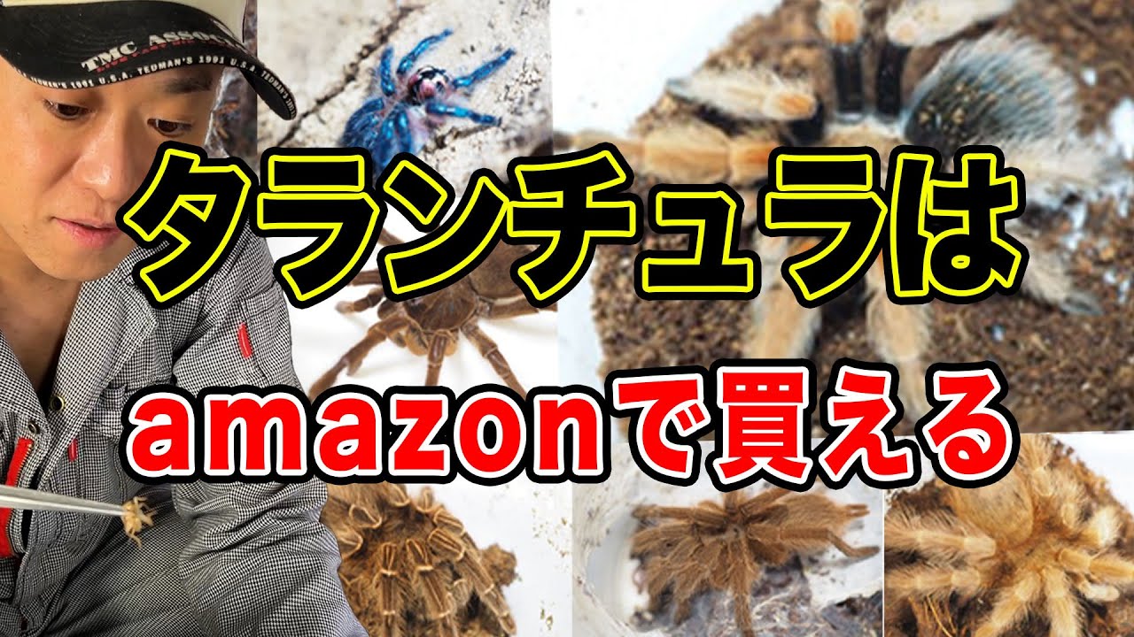 店のタランチュラに餌やりします