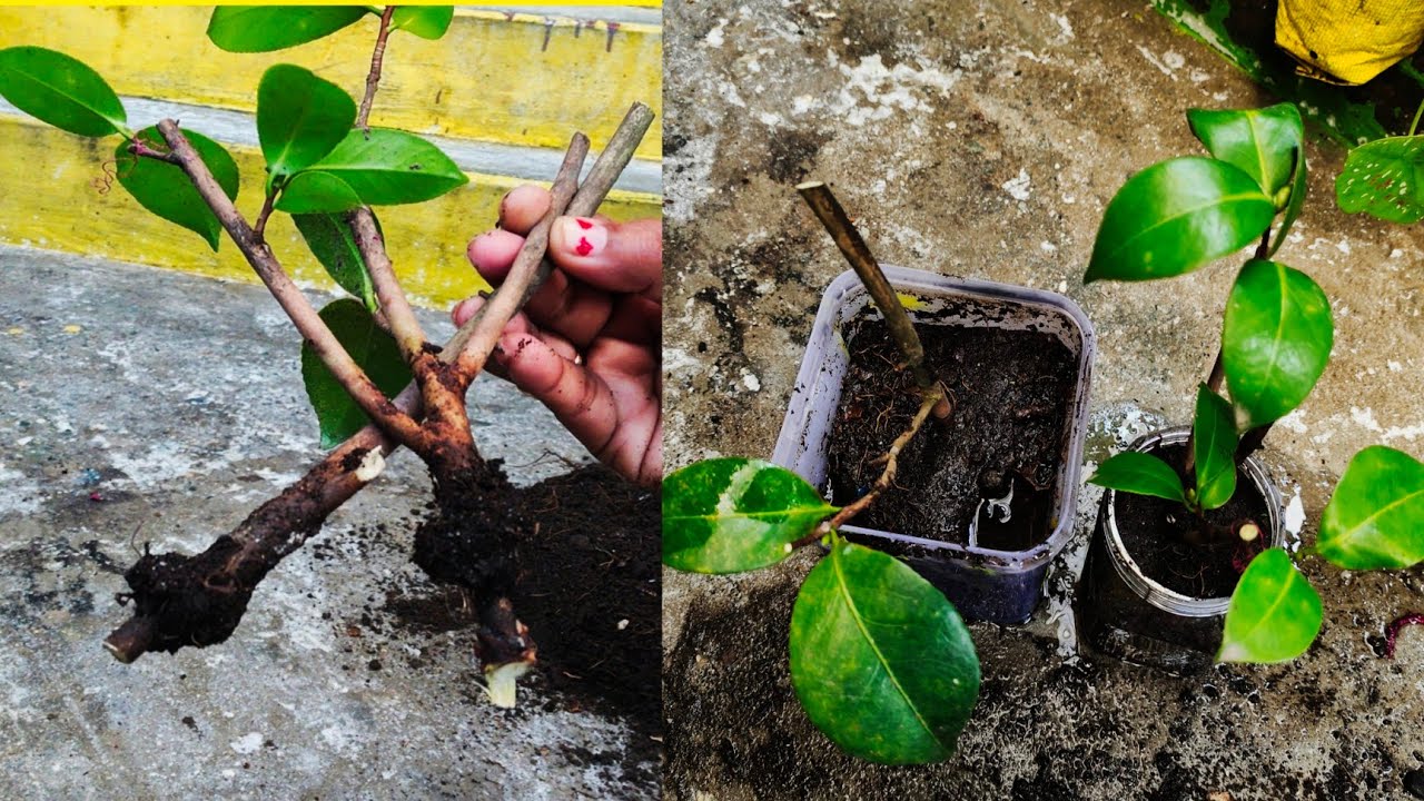 camellia plant air layering | air learning camellia plant in hindi | camellia plant ka kalam bandhna
