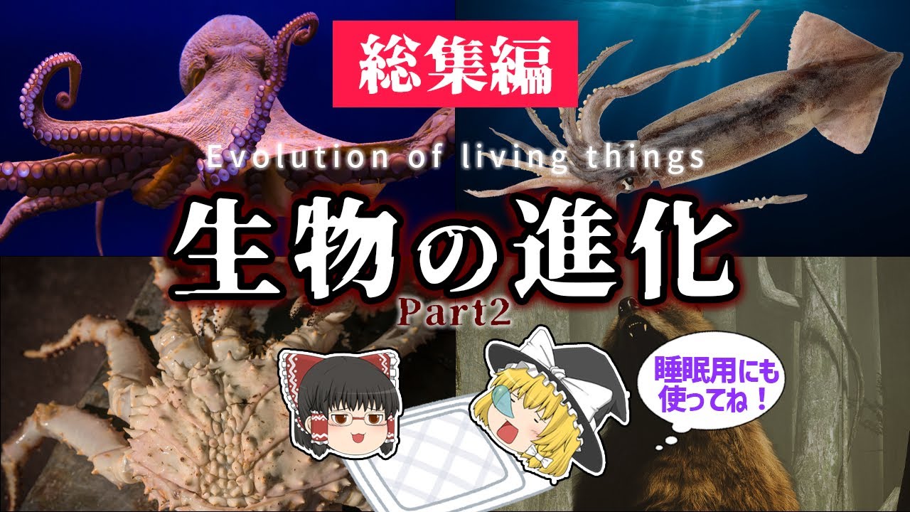 【睡眠用・ゆっくり解説】生物の進化２　タコ・イカ/カニ・カニ化【広告最初のみ　途中広告なし】