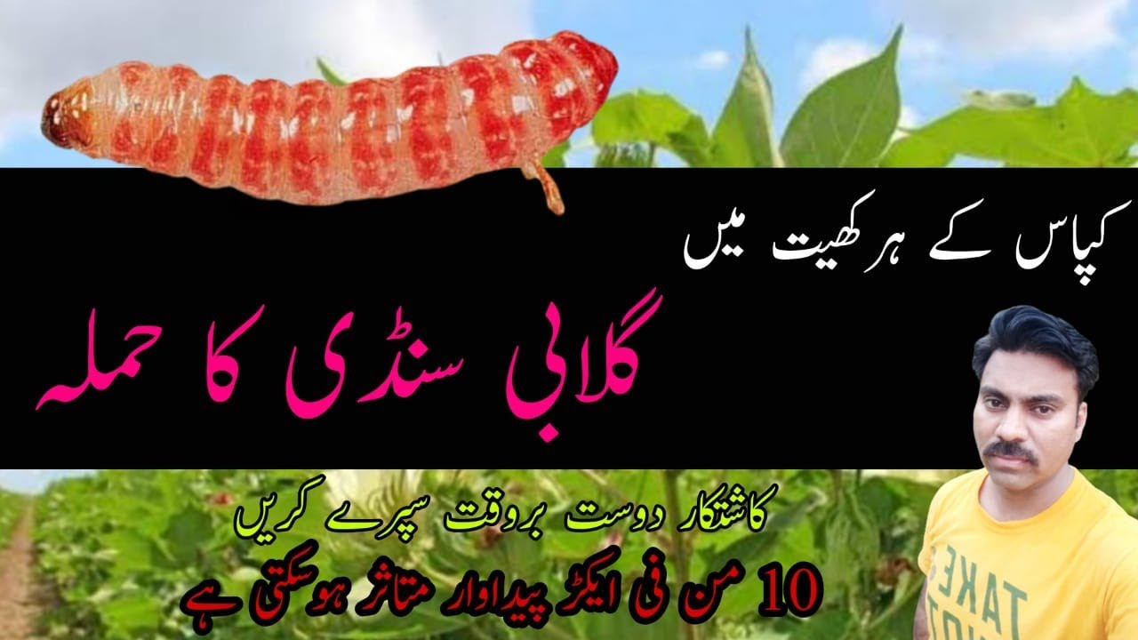 Pink bollworms management in cotton crop | How to control Pink bollworms in cotton field