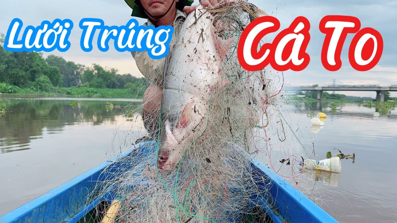 Bất Ngờ Dính Cá Tra Sông Khi Thả Lưới | Cá To Ngoài Dự Đoán