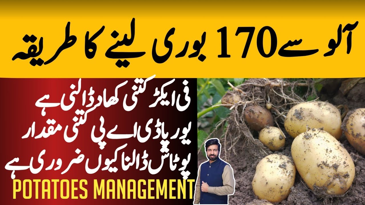 Best Fertilizer plan for potato crop in 2022 | Spray program for potato crop 2022