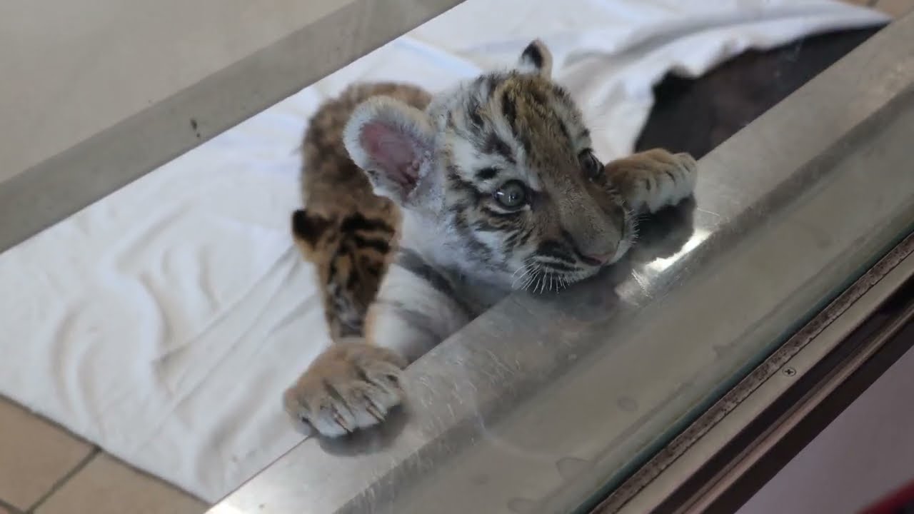 アムールトラの赤ちゃん　アドベンチャーワールド