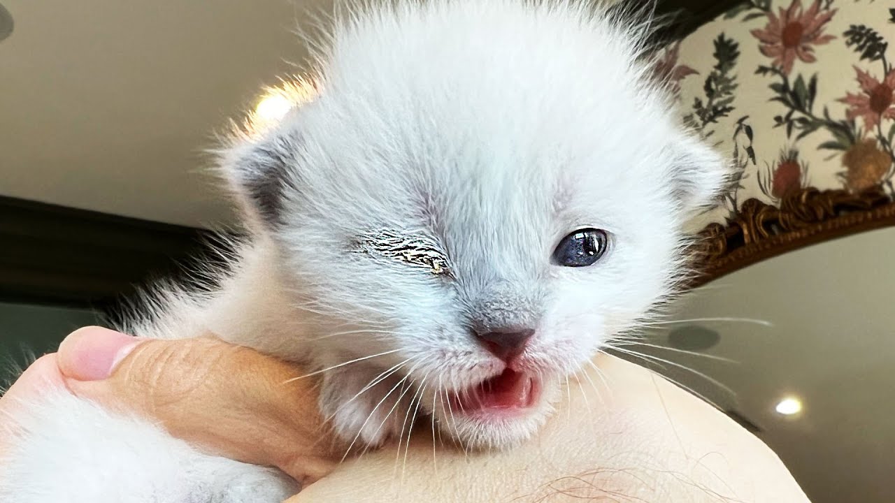 Newborn Rescue Kitten Has an Eye EMERGENCY