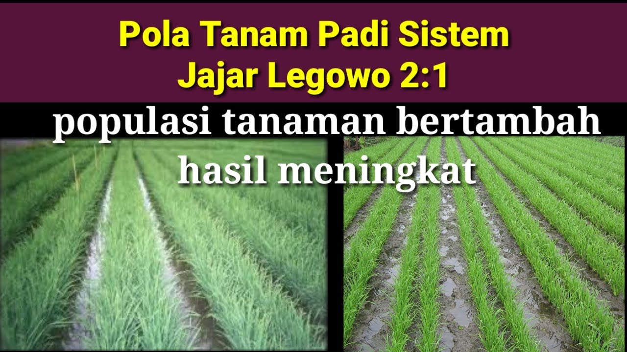 Pola tanam padi jajar legowo 2:1