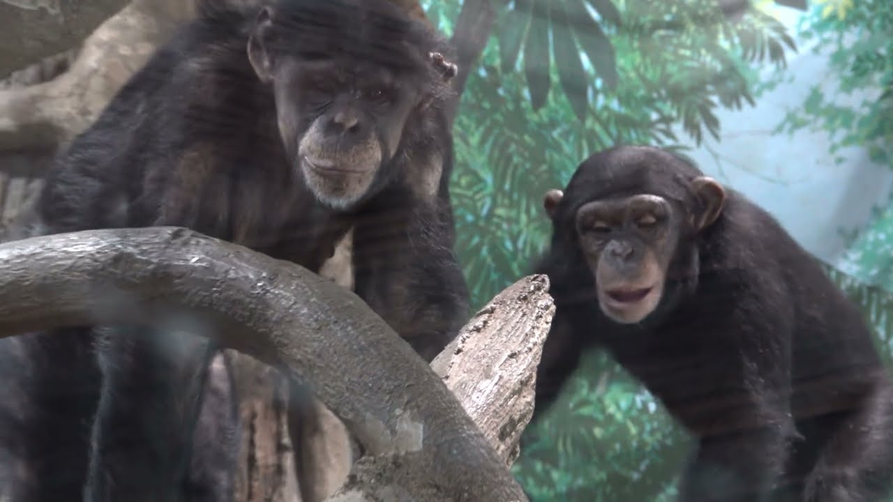 Yokohama zoo Zoorasia June 2022