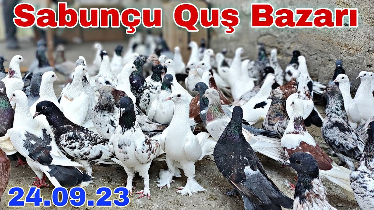 Sabunçu Quş Bazarı 24 Sentyabr 23 @mubarizemintv