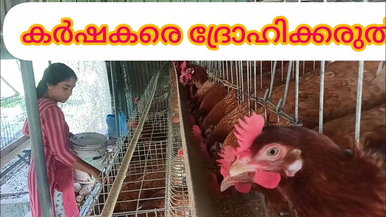 ലക്ഷങ്ങൾ മുടക്കി ആണ് നാട്ടിൽ നല്ല മുട്ട നൽകുന്നത്, നമ്മളുടെ ഗവണ്മെന്റ് ഇത് കാണണം 🙏