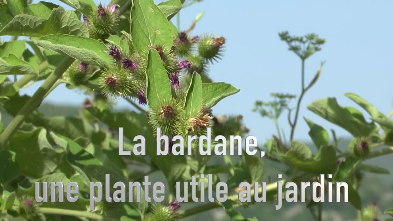 La bardane, une plante utile au jardin