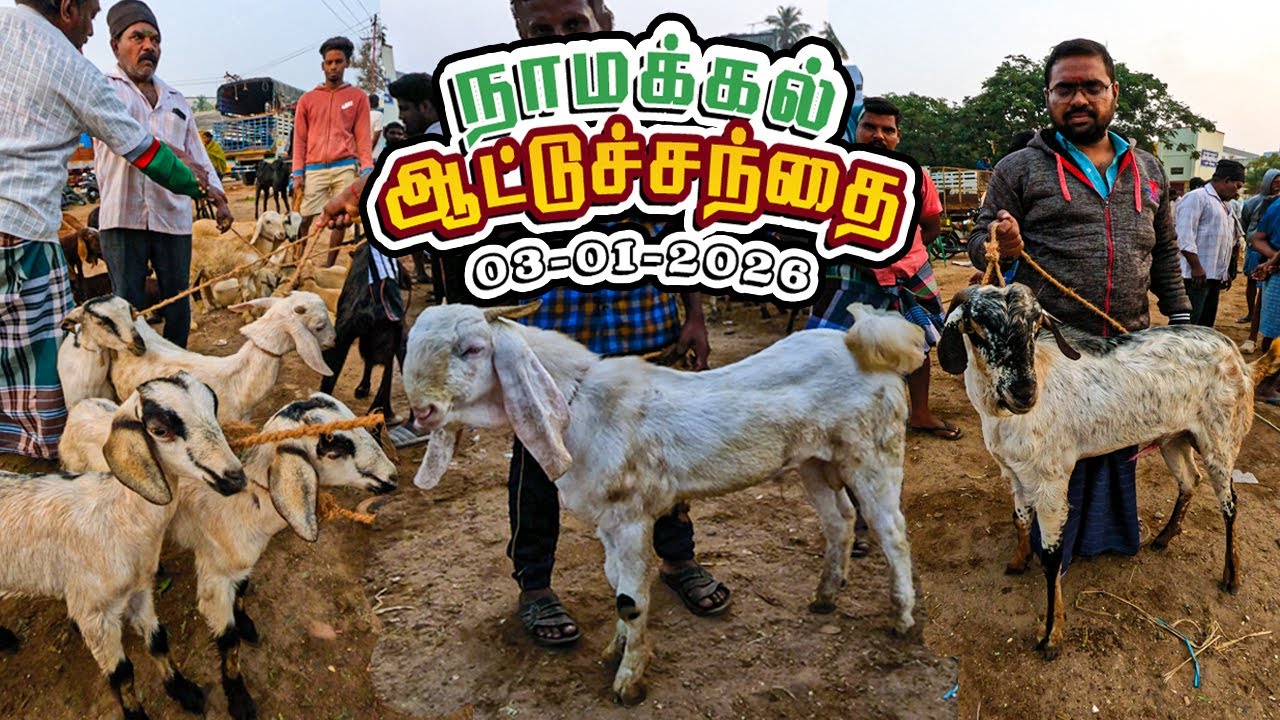 03.01.2026 நாமக்கல் – ஆட்டுச்சந்தை Price Update ! Tamil |  Nadu Goat Market |  | Goat Farming