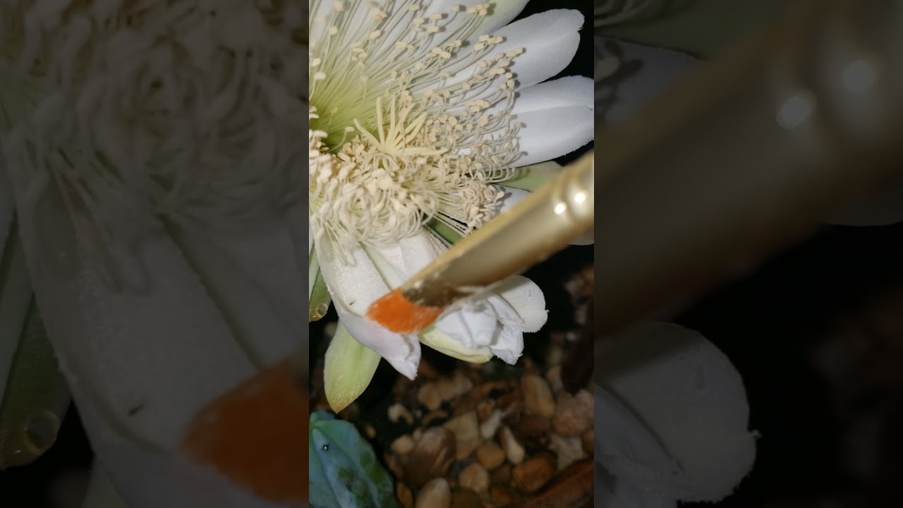 🌵 How to pollinate peruvian apple cactus for fruit 🌵