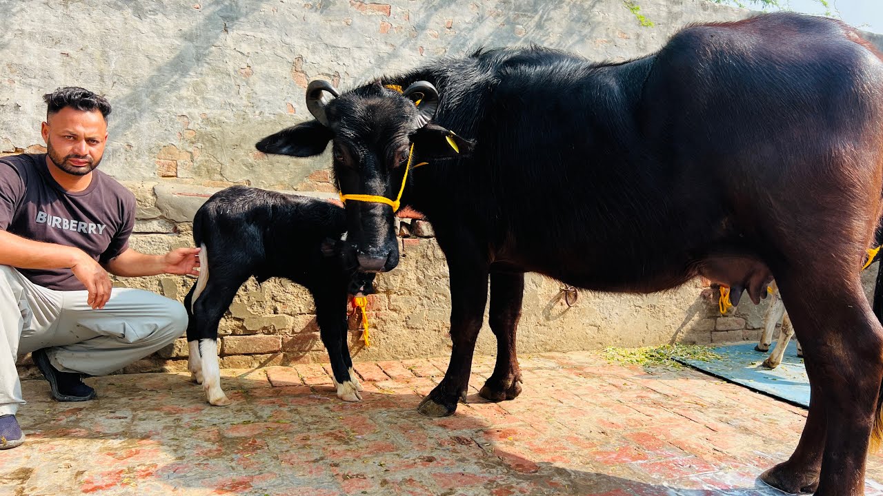 ਤਾਜ਼ੀ ਸੂਈ ਝੋਟੀ ਮਗਰ ਕੱਟੀ 🔥1 ਤਾਜੀ ਸੂਈ ਵਹਿੜ ਵਿਕਾਉ-one buffalo one cow for sale #brardairyfarmmoga 