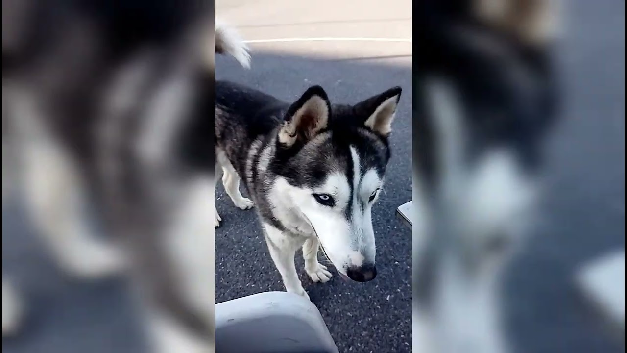 أشرس هاسكي في سوق قريعة شراسة والقوة.   The fiercest Husky in the market Qari ferocity and strength