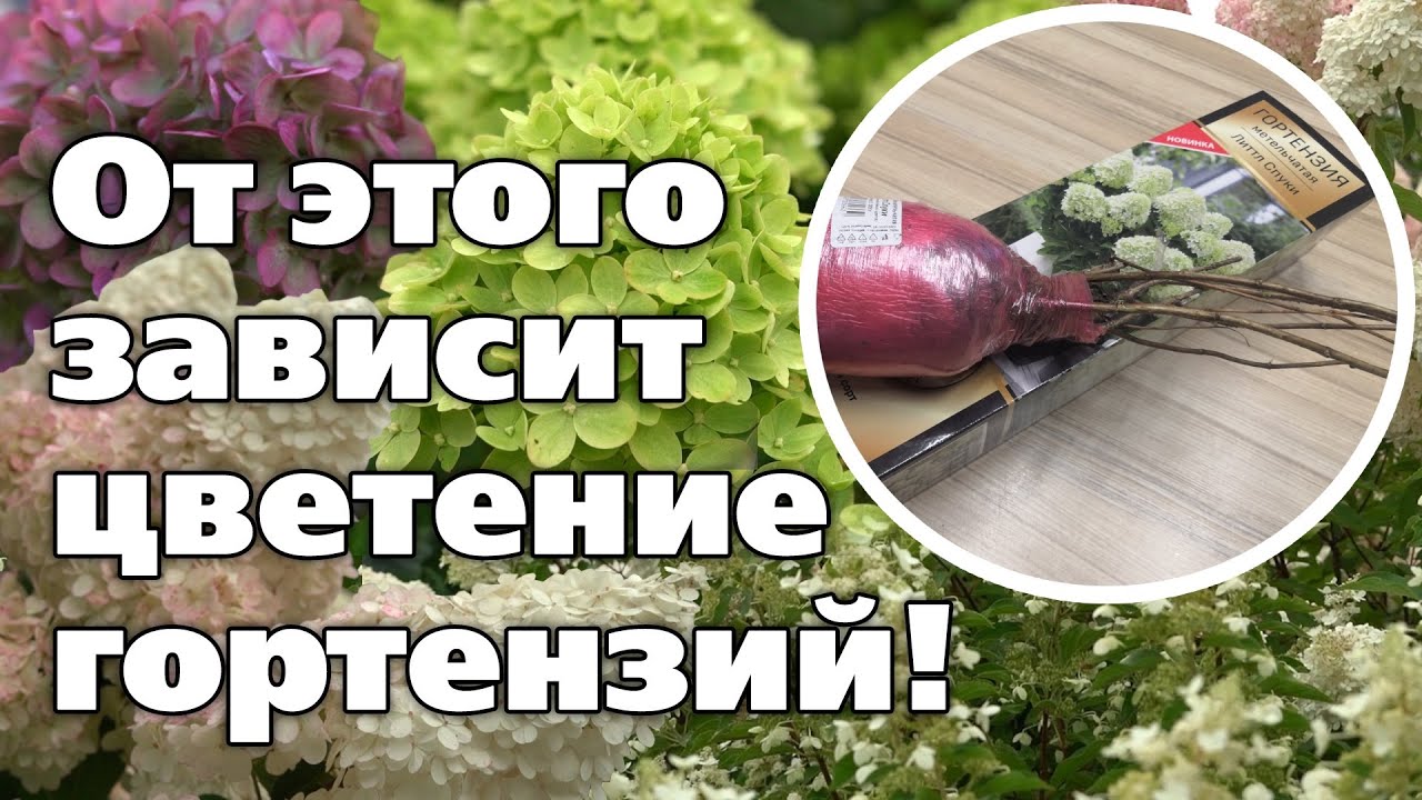 ВЫБОР ПРАВИЛЬНОГО САЖЕНЦА ГОРТЕНЗИИ. КАК СОХРАНИТЬ САЖЕНЕЦ ДО ПОСАДКИ