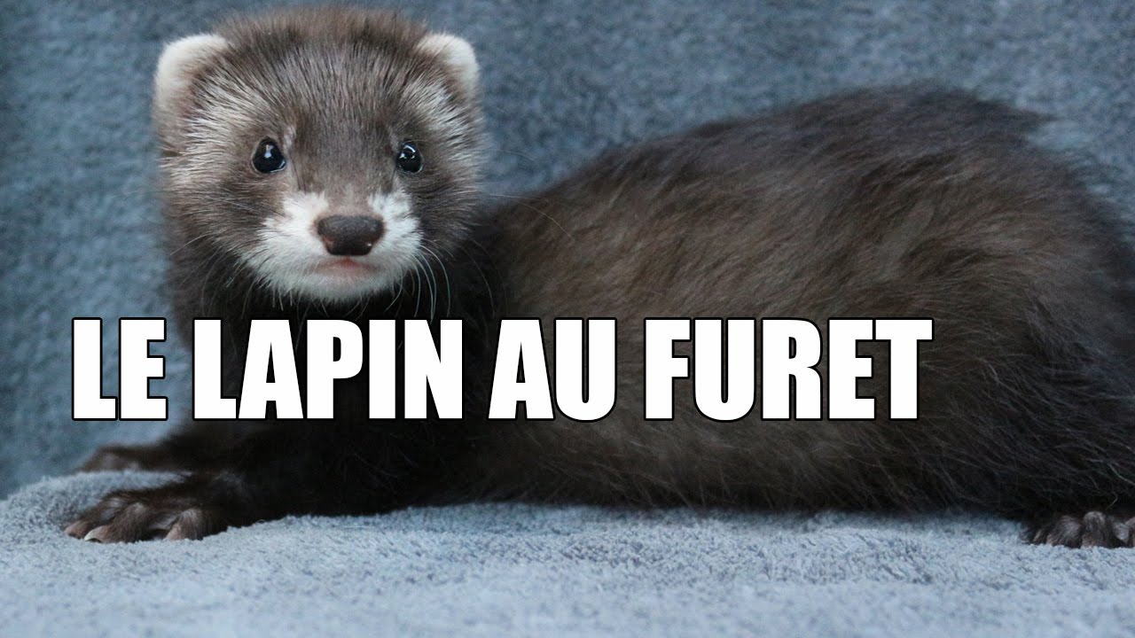 Le lapin au furet