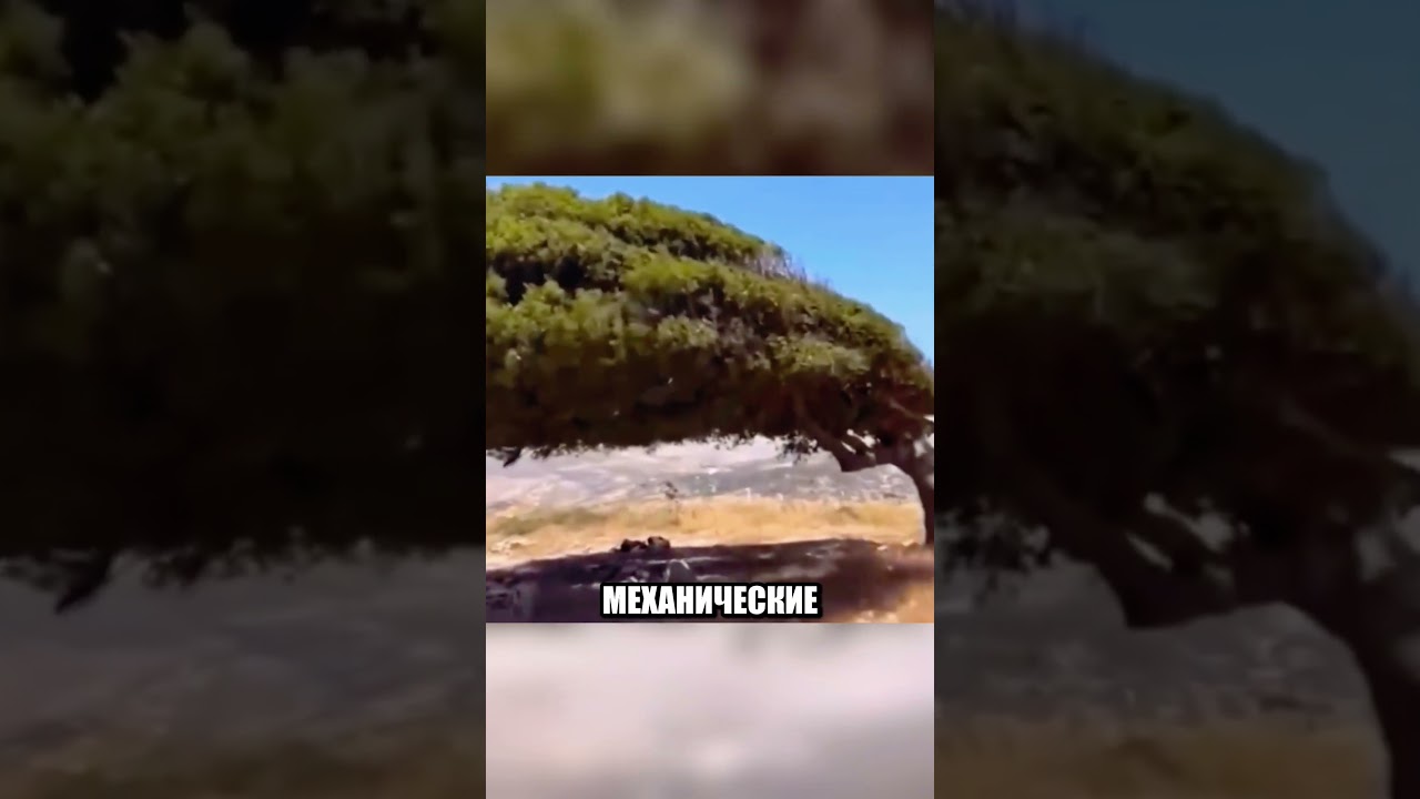 Шокирующая причина РОСТА ЭТИХ ДЕРЕВЬЕВ🤯🔥🌳