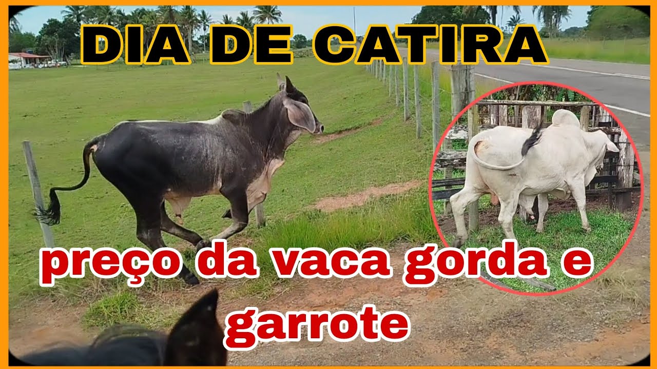 PREÇO ATUAL BOI GARROTE E VACA GORDA