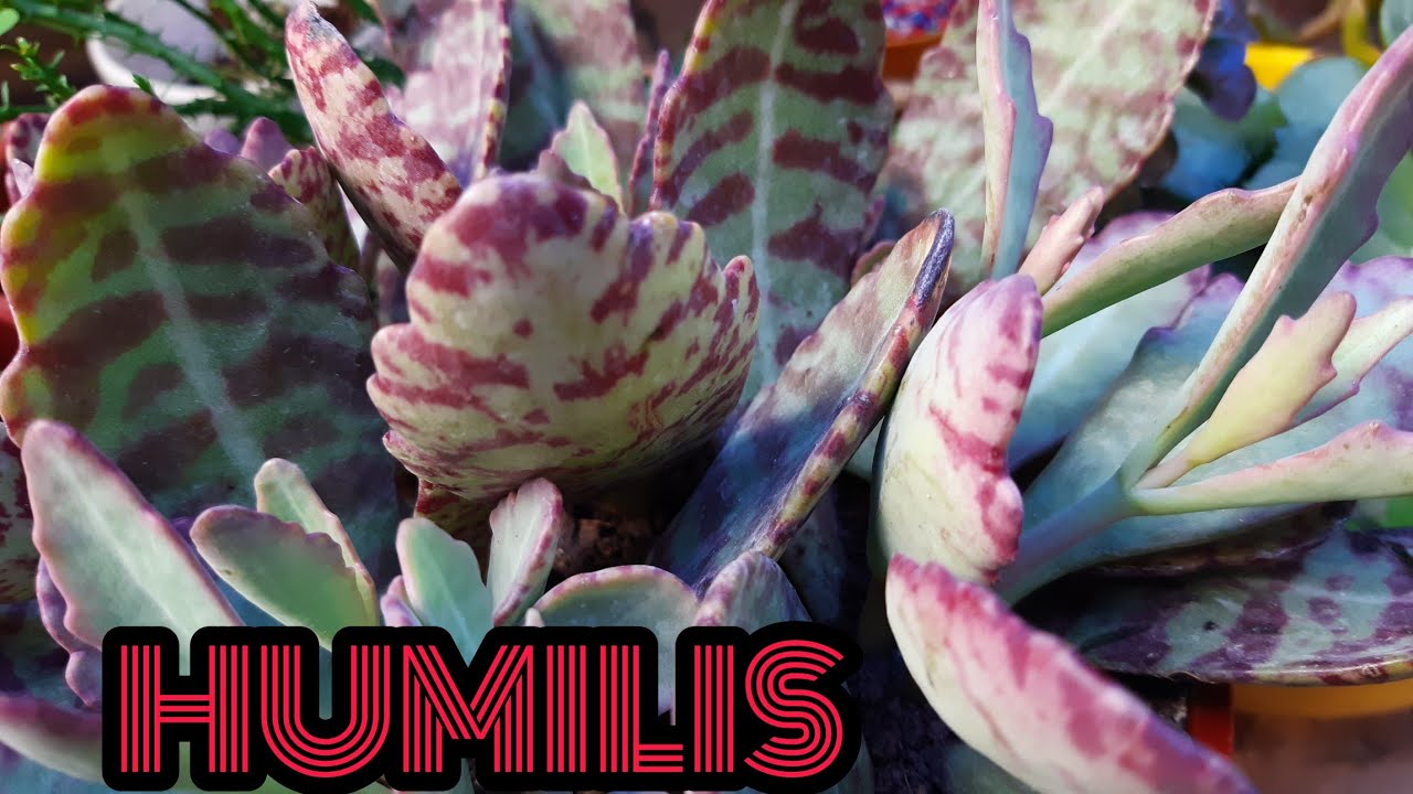 SUCULENTA COLOR VINO 🍷 KALANCHOE HUMILIS