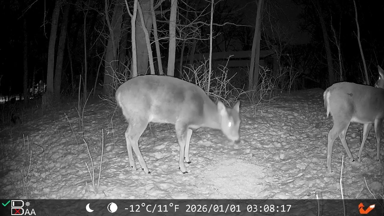 01/01/26 Morning Backyard Trail Cam
